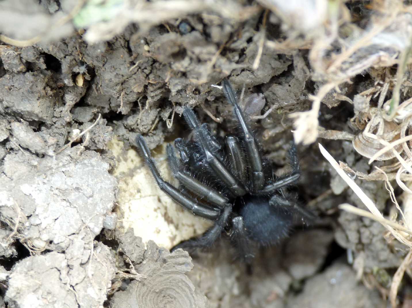 Gnaphosa lucifuga